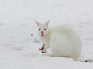 Redneck wallaby - albino at winter