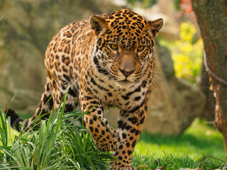 Jaguar female walking closeup