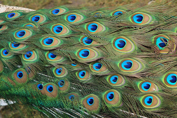 Obraz premium plumage of a male peacock with colorful feathers