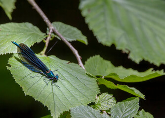 Common damselfly (Calopteryx virgo), National Park Slovak Paradise, Slovakia