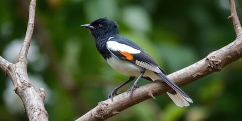 Fototapeta premium Oriental magpie robin bird perched on a tree branch in natural habitat, outdoors, perching