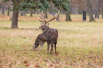 Sika deer - Cervus nippon, doe and mouflon in meadow and forest. Photo from wild nature