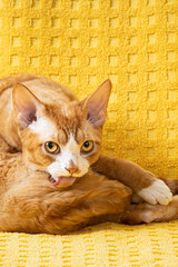 Fototapety na wymiar - Fototapeta24.pl