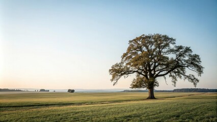 Obraz premium In a vast open field a majestic lone oak tree stretches towards the sky, tree, field, nature