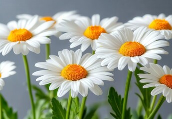 Fototapeta premium Close up of several white daisies with yellow centers against a gray background. The daisies are in focus, showcasing their delicate petals and
