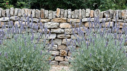 Lavender plants bordering a weathered cobblestone wall in a charming garden setting