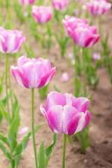 Obraz premium Tulip Purple elegance in close-up flower with several other flowers in the background