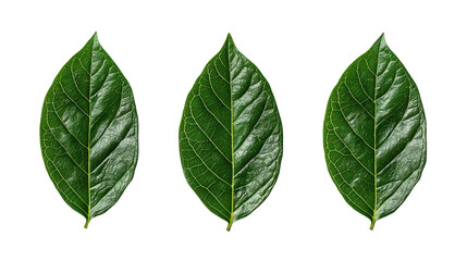 Fototapeta premium Fresh green leaves arranged in row, showcasing vibrant textures and details