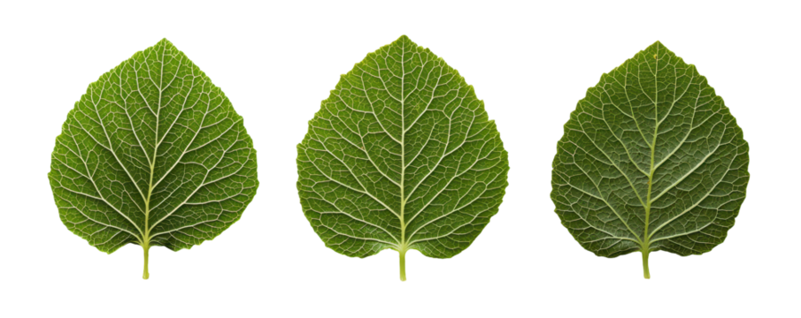 Fresh green leaves with detailed veins and textures