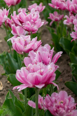 Tulip Katinka in close-up flower with several other flowers in the background