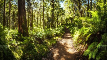 Fototapeta premium A narrow dirt trail winding through a dense jungle, surrounded by tall trees and lush green foliage.