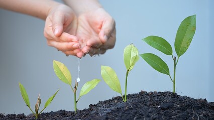 Strategic planning for business growth planting and watering stages in a management environment...