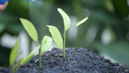 Strategic planning for business growth watering and planting stages in slow motion management success vision in nature concept of growth and development