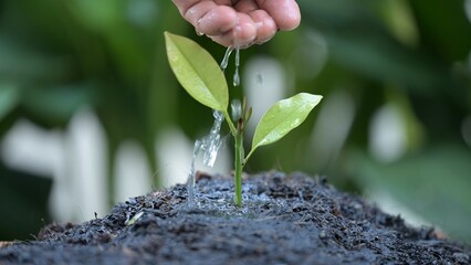 Planting the seeds of business growth a slow motion look at strategic planning and management success stages in a natural environment