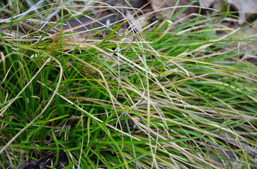 grass on the ground