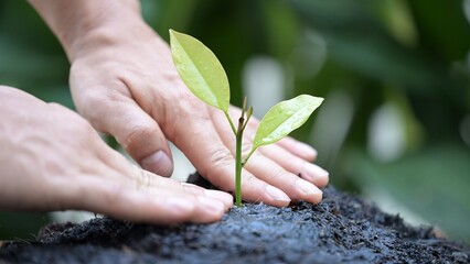 Strategic planning for business growth seeding and watering success in management slow motion...