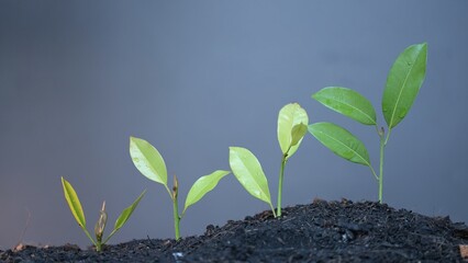 Strategic planning for business growth planting and watering the seeds of success in management slow motion stages of visionary growth nature's environment for sustainable development