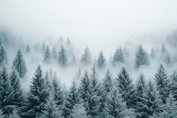 Obraz premium Snow Covered Evergreen Forest Shrouded in Misty Winter Landscape