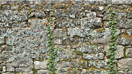 Mossy ancient wall with hints of ivy