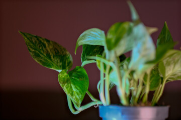 Pearls and Jade Pothos Plant in a Pot. Epipremnum aureum Pearls and Jade