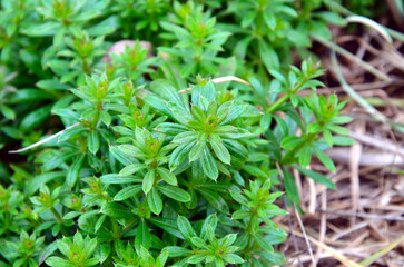 herbs in the garden, weeds
