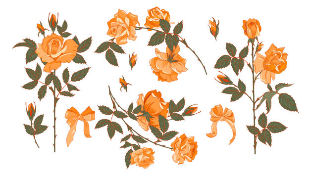 yellow roses set