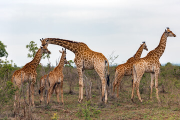 A family of giraffes graze in the savannah in Hlane National Park, or Royal Hlane National Park, is located in northeastern Swaziland, Africa