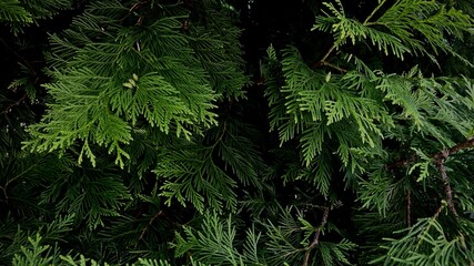 green macro background with thuja branches. Christmas background macro of Christmas tree