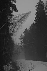misty weather, forest road, snow covered, crooked trees, winding road, dark forest, winter fog
