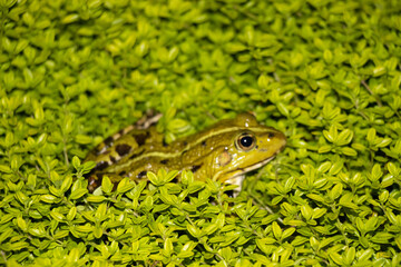 frog in the grass