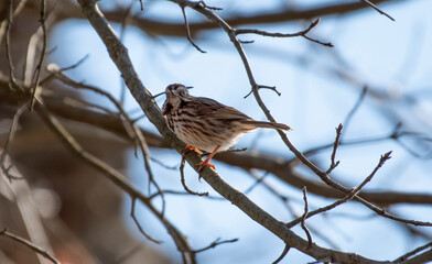 Song Sparrow
