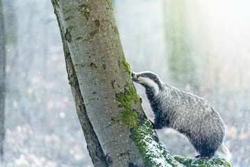 European badger (Meles meles) sniffs at tree in winter. Horizontally. © frank11