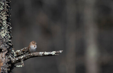 Song Sparrow