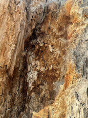 tree bark texture