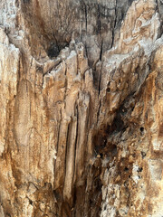 bark of a tree