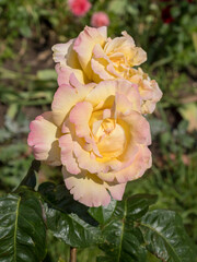 rose in summer close up