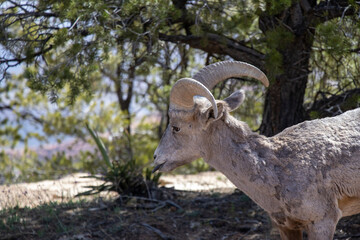 close up of a mountain goat