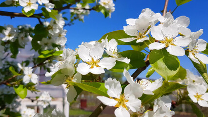 A blooming Apple or pear tree against a clear blue sky. A tree branch with white delicate flowers. The concept of a spring bloom