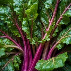 Obraz premium green lettuce