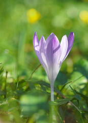 a flower of crocus in the grass