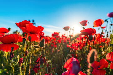 Naklejka premium Papaver rhoeas or corn poppy, uncultivated plant growing in meadow and blooming in april and may