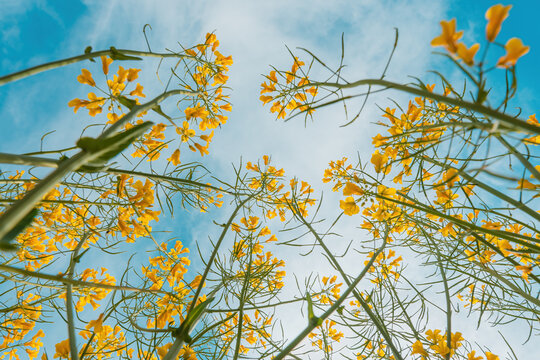 Rapeseed canola crops with blooming yellow flowers in spring on a sunny day, low angle view