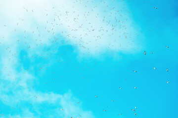 Large flock of seagulls in winter morning in countryside landscape
