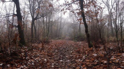 Obraz premium Cozy forest in autumn after rain, cold and misty, wet fallen leaves, quiet and peaceful atmosphere.