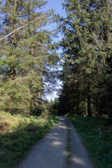 Obraz premium The path in the forest