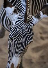 Naklejka premium Zebra ( Subgenus Hippotigris) portrait closeup