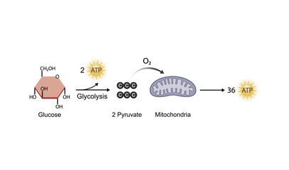 Aerobic cellular Respiration. Glycolysis. Mitochondria, energy production. Scientific Vector Illustration.