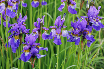 Beautiful blue flowers of Siberian iris in the family Iridaceae. Blossom of Siberian flag in the spring. Rhizomatous herbaceous perennial. Flowering blue violet plant. Siberian iris. Nature concept.