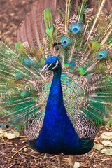Obraz premium A beautiful peacock with its head held high and feathers spread out