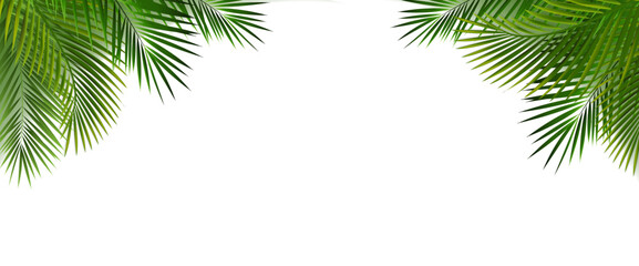 Palm Tree Branch With White Background